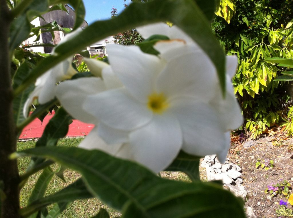 WHite Flowers