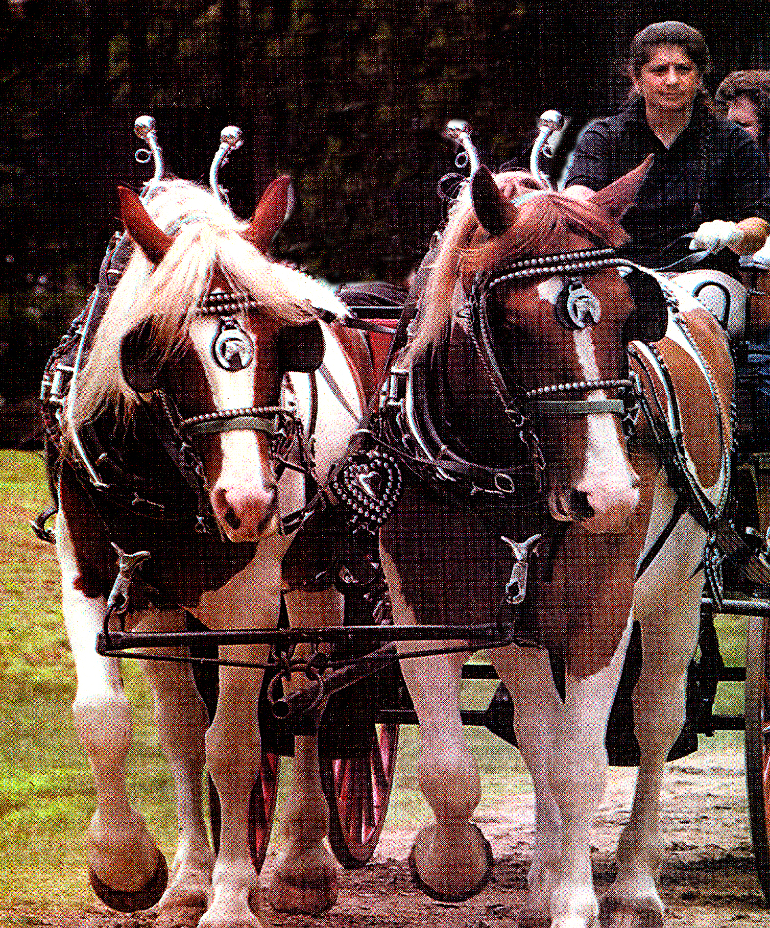 michelle vara driving North American Spotted Draft Horses- Pete & Paul