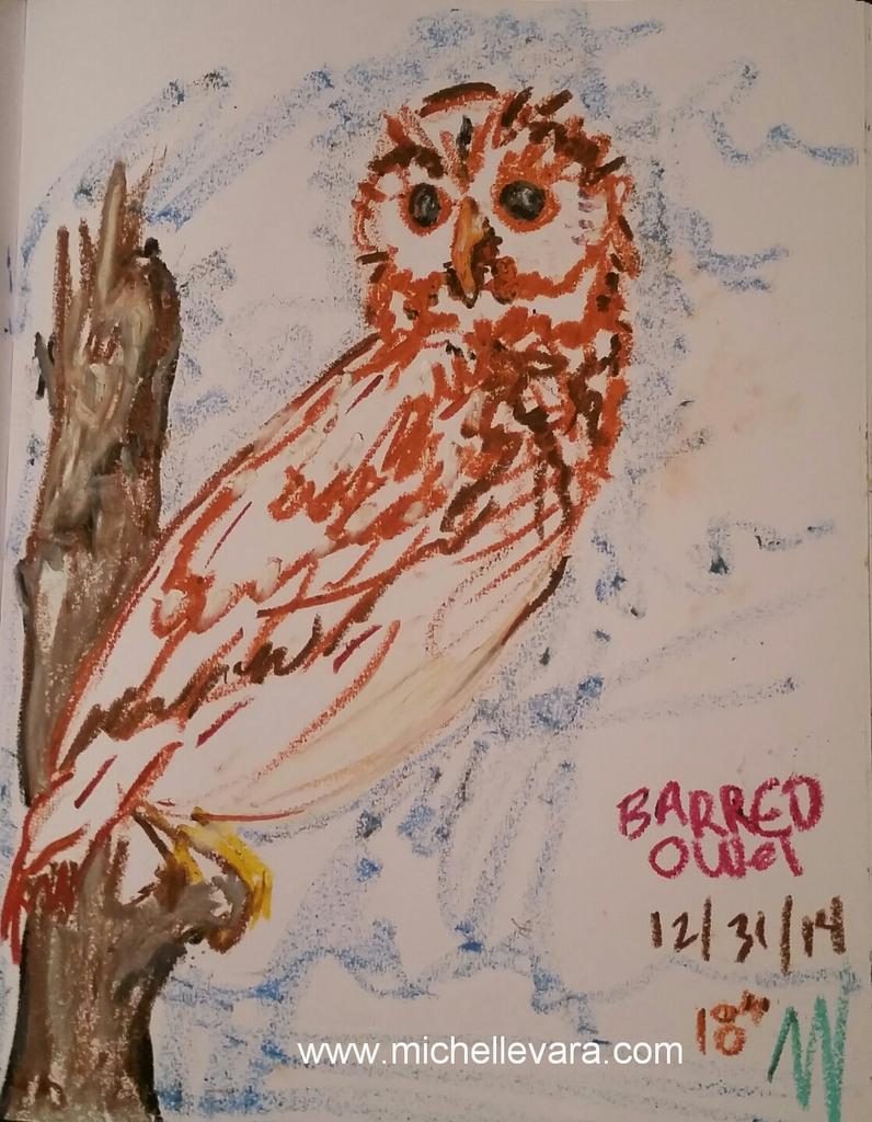 Oil Sketch Barred Owl