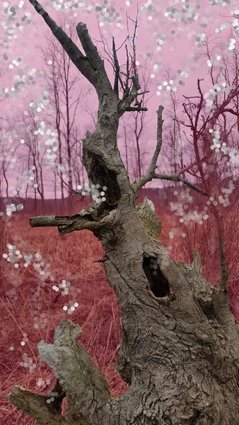 Natures way- manipulated photograph