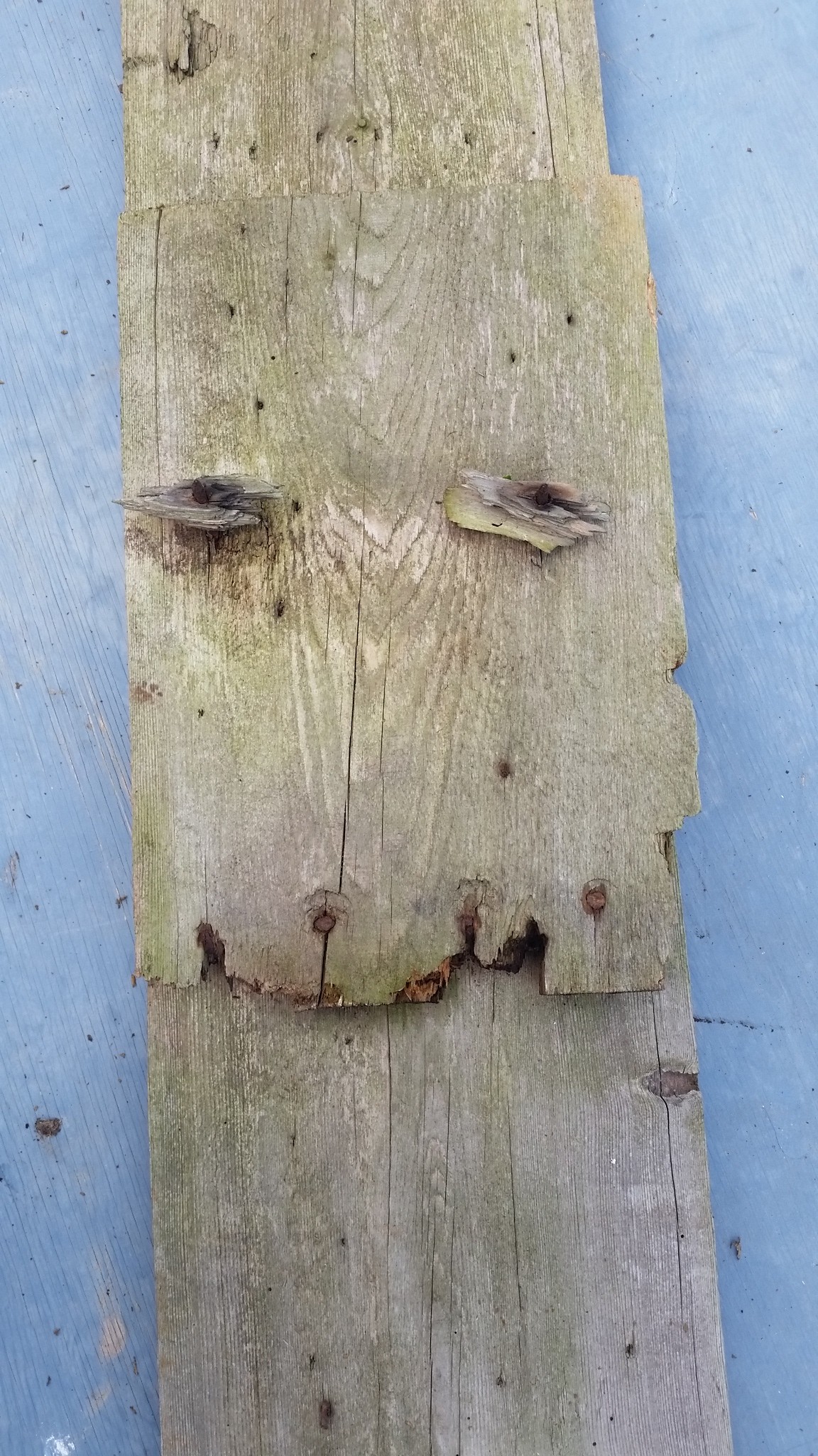 miChelleVara_Photos (18)