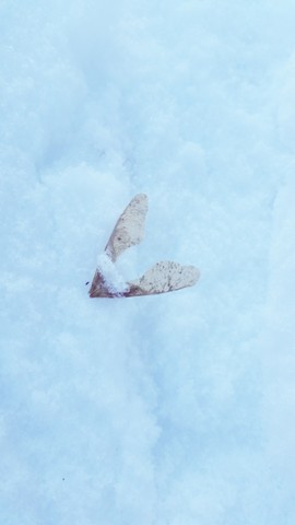 Snow Angel. Photograph