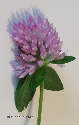 Clover Flower