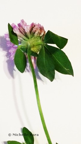 Clover Flower