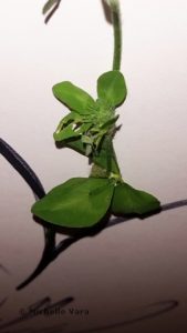 Clover Flower
